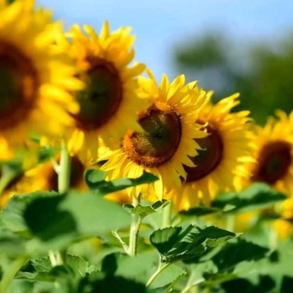 Girasoles
